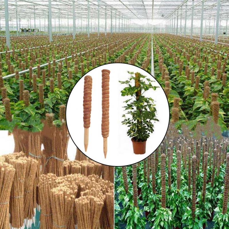 30/40/50 centimetri Pianta Arr - Sphagnum Moss Dry recensione e prezzo